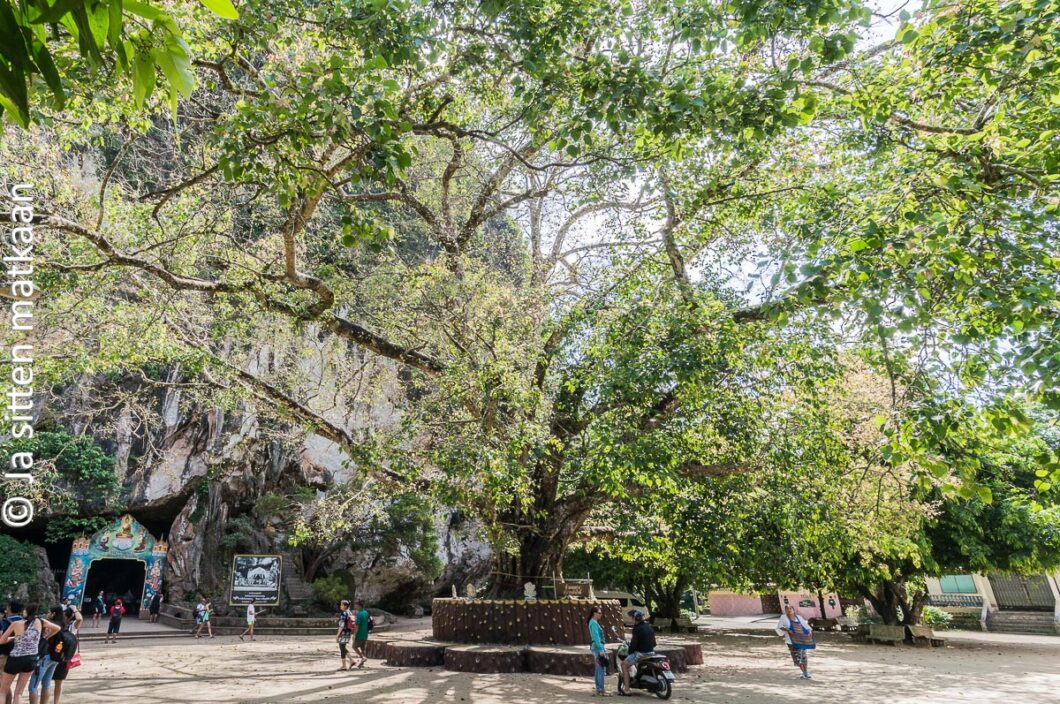 Apinatemppeli Thaimaassa