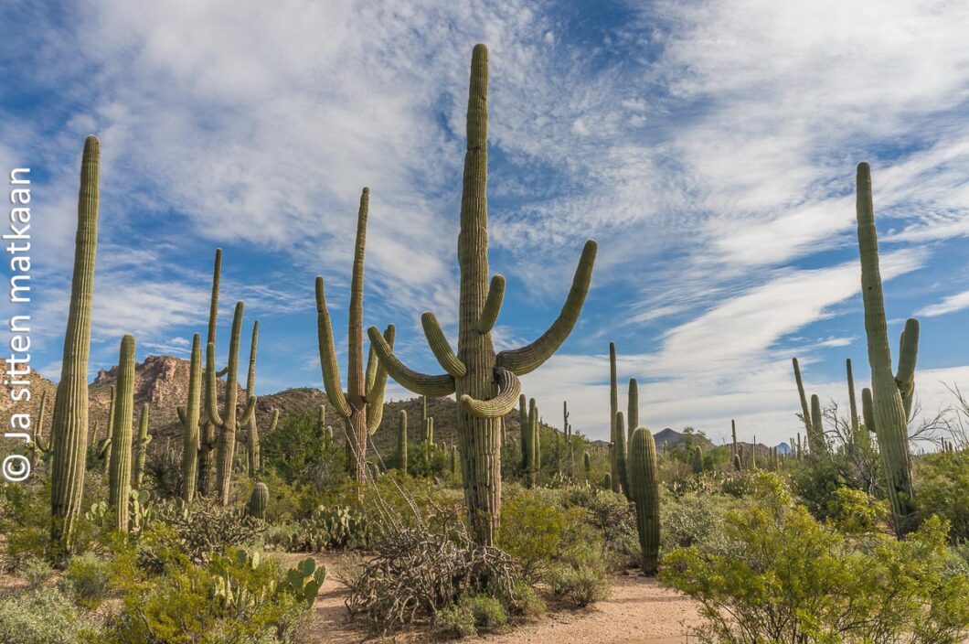Saguaron kansallispuisto