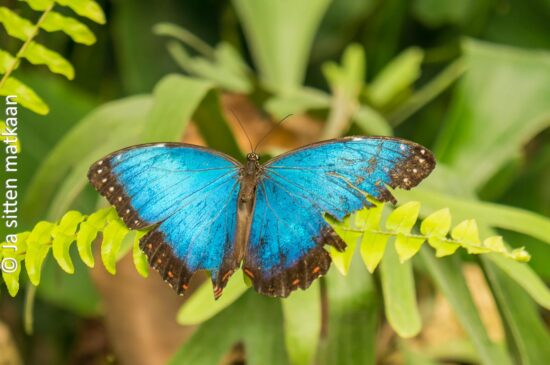 Benalmadenan Mariposario